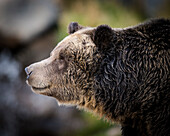 Braunbär, Grizzly, Ursus arctos, West Yellowstone, Montana