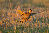 USA, Nebraska, Sand Hills. Großes Präriehuhn, männlich, im Flug