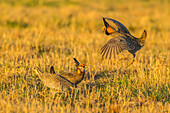 USA, Nebraska, Sand Hills. Male greater prairie chickens fighting