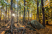 Herbst in den Wäldern entlang des Sweet Trail in Durham, New Hampshire.