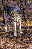 USA, New Jersey, Columbia, Lakota Wolf Preserve. Close-up of wolf