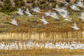 USA, New Mexico, Bosque Del Apache National Wildlife Refuge. Schneegänse im Flug