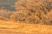 USA, New Mexico, Bosque Del Apache National Wildlife Refuge (Naturschutzgebiet Bosque Del Apache). Sandhügelkraniche im Flug bei Sonnenuntergang