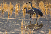 USA, New Mexico, Bosque del Apache National Wildlife Refuge. Sandhill cranes in water
