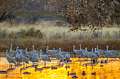 USA, New Mexico, Bosque del Apache National Wildlife Refuge. Sandhill cranes and ducks in water at sunset