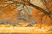 USA, New Mexico, Bosque del Apache National Wildlife Refuge. Group of sandhill cranes prepare to land