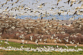 USA, New Mexico, Bosque del Apache National Wildlife Refuge. Snow geese flock landing