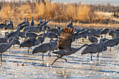 USA, New Mexico, Bernardo Wildlife Management Area. Sandhügelkraniche in der Morgendämmerung auf einem teilweise zugefrorenen Teich.