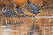 USA, New Mexico, Bernardo Wildlife Management Area. Sandhill crane running to take off from pond.