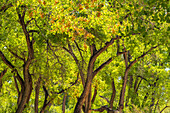 USA, New Mexico, Rio Rancho Bosque. Baumwollbäume im Gegenlicht im Frühling.