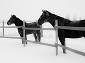 Pferde im Stehen bei Schneewetter, Edgewood, New Mexico