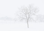 Snowscape in New Mexico