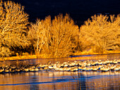 USA, New Mexico, Bosque del Apache National Wildlife Refuge, Sandhill cranes (Grus canadensis) at dawn