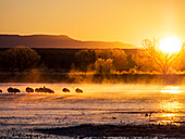 USA, New Mexico, Bosque del Apache National Wildlife Refuge, Sandhügelkraniche (Grus canadensis) in der Morgendämmerung