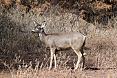 Maultierhirsch im Bosque del Apache NWR, New Mexico