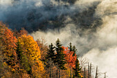 Herbstfarben und Nebel bei Sonnenaufgang, Blue Ridge Mountains vom Blue Ridge Parkway bei Sonnenaufgang, North Carolina