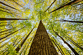 Weitwinkelblick nach oben in den Wald, Great Smoky Mountains National Park, North Carolina