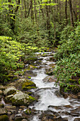 Cascading mountain stream, Great Smoky Mountains National Park, Tennessee, North Carolina