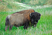 Wisent (Bison bison) beim Grasen im Grasland, Theodore Roosevelt National Park, North Dakota, USA