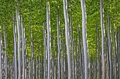 USA, Oregon, Boardman. Pattern of hybrid poplar trees