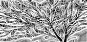 USA, Oregon. Black and white abstract of sea fan