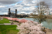 USA, Oregon, Portland. Blühende Kirschbäume entlang des Willamette River