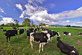 USA, Oregon, Tillamook County. Holstein-Kühe auf der Weide