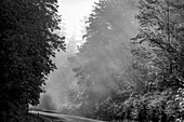 USA, Oregon. Black and white of trees in morning fog with God beams