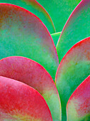 USA, Oregon. Kalanchoe succulent plant close-up
