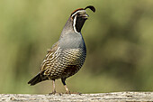 USA, Oregon, Harney County, California quail