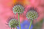 USA, Oregon. Scabiosa-Blumensamenköpfe in Nahaufnahme.