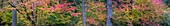 USA, Oregon, Silver Falls State Park. Autumn forest panoramic .