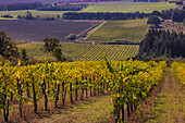 Vineyards at Yamhill Valley Vineyards near McMinnville, Oregon, USA