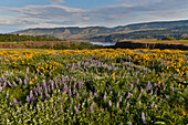 Balsamwurzel- und Lupinenfelder auf den Hügeln oberhalb des Columbia River Rowena, Oregon