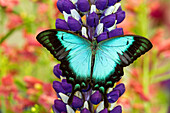 Asian tropical swallowtail butterfly, Papilio larquinianus on lupine, Bandon, Oregon
