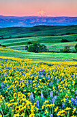 USA, Oregon, Columbia River Gorge landscape of field and Mt. Hood