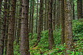 USA, Oregon, Siuslaw National Forest. Cape Perpetua Scenic Area, Küstenregenwald aus Sitka-Fichten (Picea sitchensis) mit Unterholz aus Salal (Gaultheria shallon). (Großformatige Bilder verfügbar)