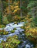 USA, Oregon, Willamette National Forest, Autumn foliage and Douglas fir border Roaring River.