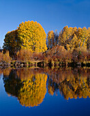 USA, Oregon, Deschutes National Forest, Autumn colored quaking aspen trees reflect in the Deschutes River.