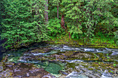 USA, Oregon, Willamette National Forest, Opal Creek Scenic Recreation Area, Little North Santiam River mit umliegendem üppigem Nadelwald im Frühling.