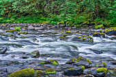 USA, Oregon, Mount Hood National Forest, Salmon-Huckleberry Wilderness, Ein üppiger Frühlingswald grenzt an den Salmon River, einen vom Bund als wild und landschaftlich reizvoll eingestuften Fluss.