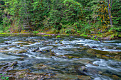 USA, Oregon, Mount Hood National Forest, Salmon-Huckleberry Wilderness, Salmon River, ein als wild und landschaftlich reizvoll ausgewiesener Fluss, und der ihn umgebende Wald.