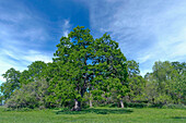 USA, Oregon, Sauvie Island Wildlife Area, Oregon-Weißeichen erheben sich im Frühjahr auf Oak Island über Wiesengras.