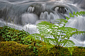 Small waterfall behind a fern in Olallie Creek near McKenzie River, Willamette National Forest, Cascade Mountains, Oregon.