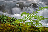 Kleiner Wasserfall hinter einem Farn im Olallie Creek am McKenzie River, Willamette National Forest, Cascade Mountains, Oregon.