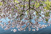 Portland, Oregon. Flowering cherry tree, Crystal Springs Rhododendron Garden.