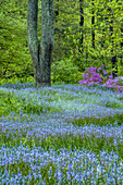 USA, Pennsylvania, Wayne, Chanticleer-Garten. Blühende Blumen im Frühlingsgarten