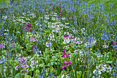 USA, Pennsylvania, Wayne, Chanticleer Garden. Blooming flowers in spring garden