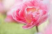 USA, Pennsylvania. Pink double tulip flower