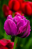 USA, Pennsylvania, Longwood Gardens. Tulpenblüte in Nahaufnahme